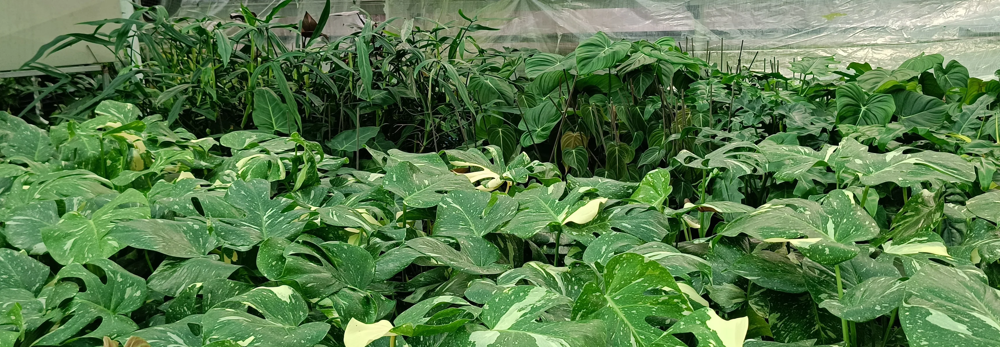 Cultivate Your Own Tropical Adventure