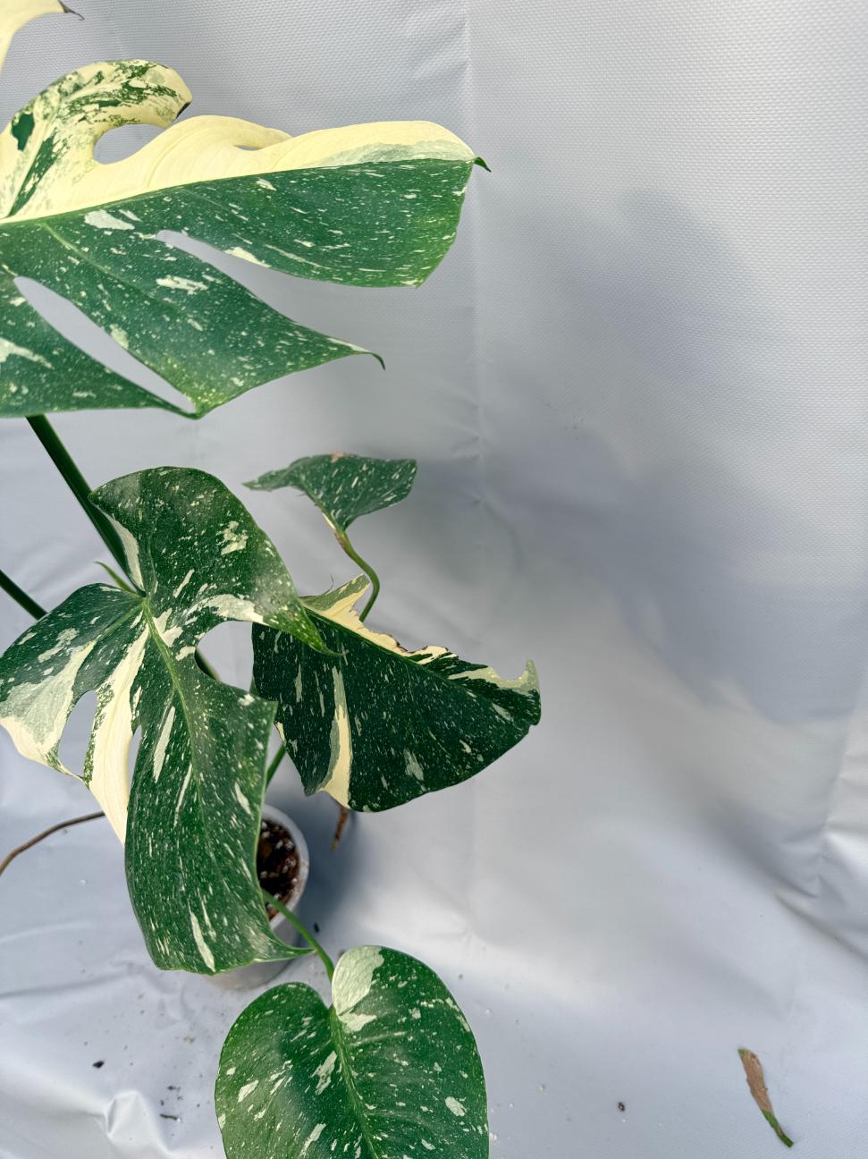 Thumbnail 14